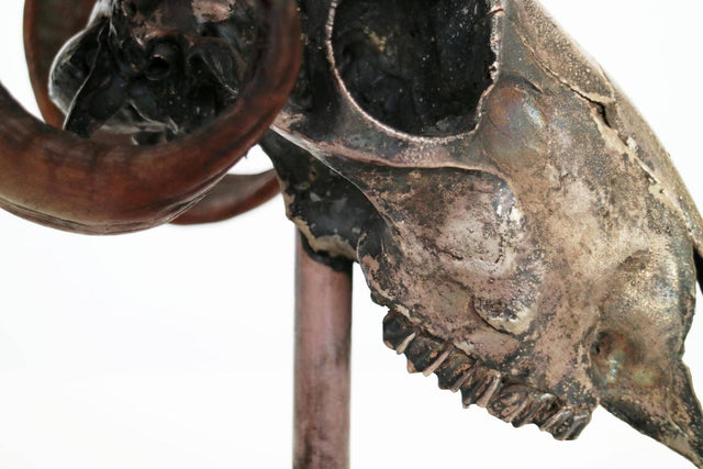 Decorative Ram’s Skull Silver Plated
