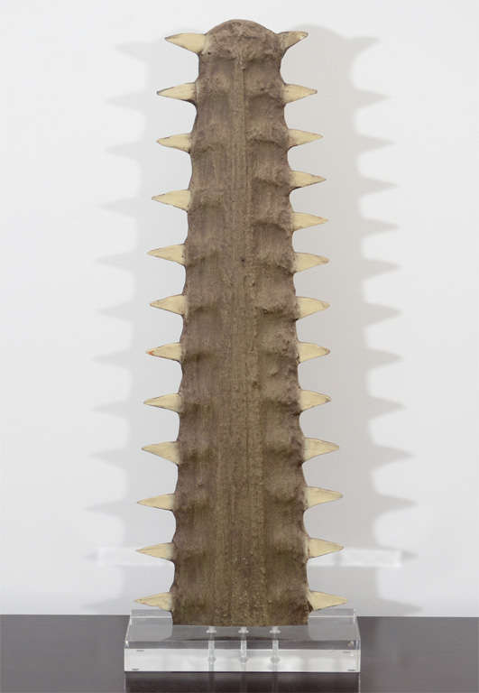 Sawtooth Mounted on Lucite