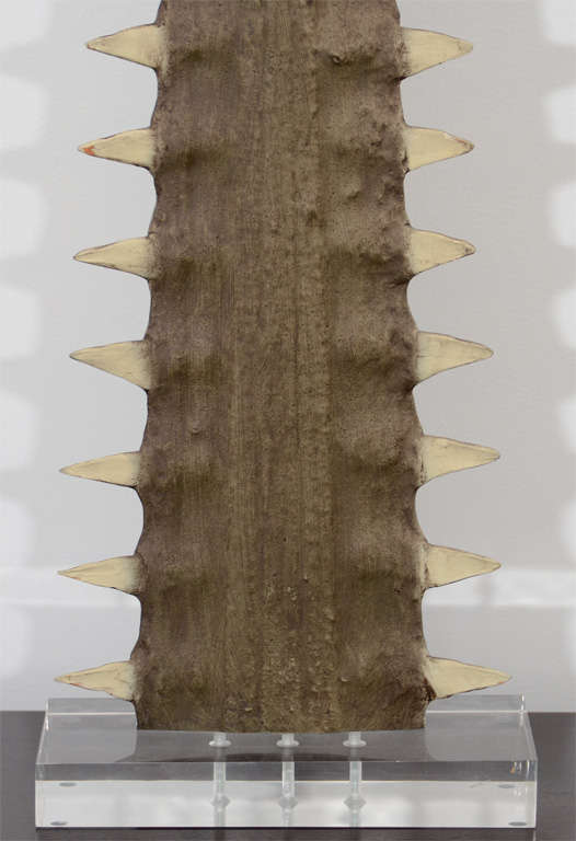 Sawtooth Mounted on Lucite