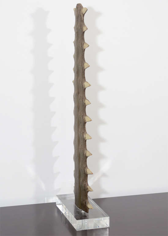 Sawtooth Mounted on Lucite